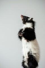 Fototapeta premium A black-and-white animal stands on hind legs, front paws elevated