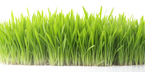 Green grass on white background