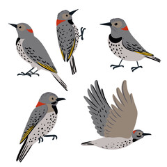 vector drawing bird, northern flicker, hand drawn Colaptes auratus, yellowhammer, isolated nature design element