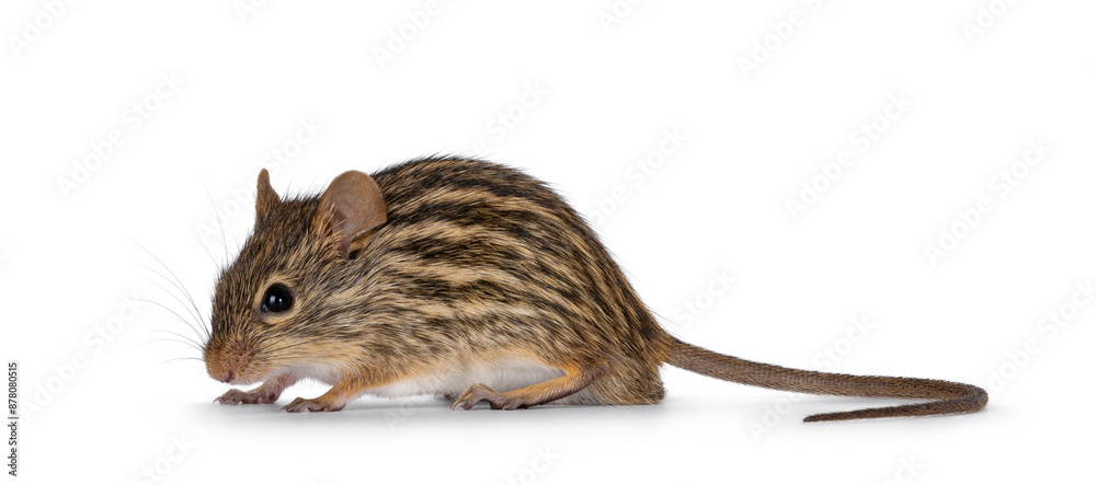 Poster striped grass mouse standing side ways. head down. looking away from camera. copy space. isolated on
