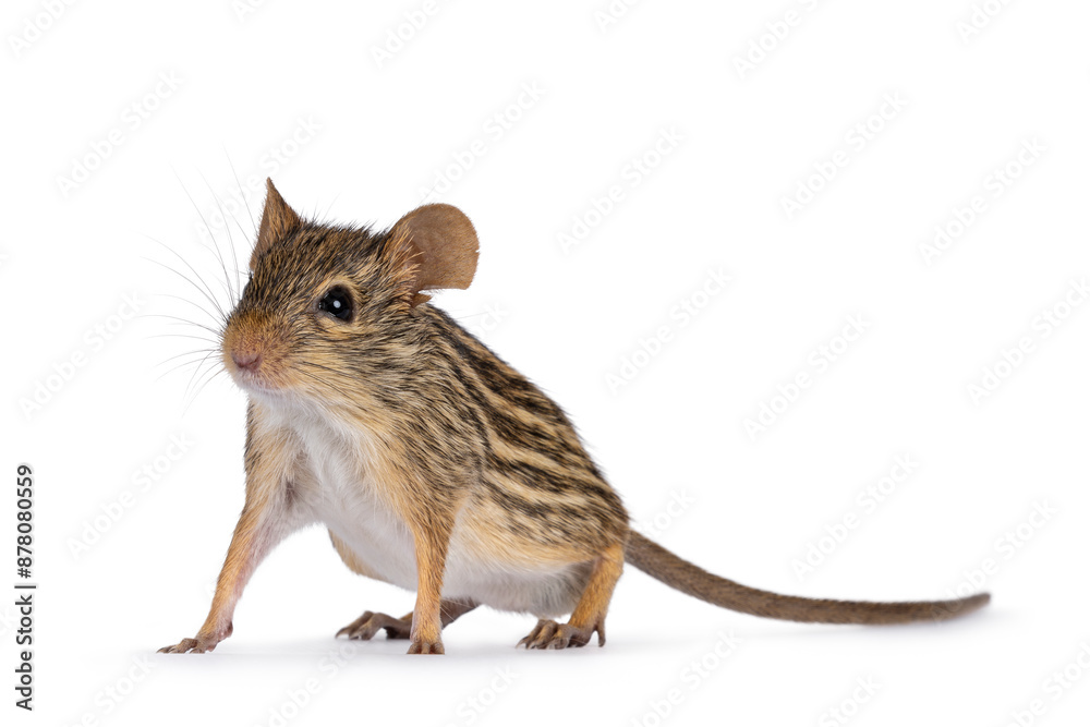 Poster striped grass mouse standing curious diagonal high on legs. looking away from camera. copy space. is