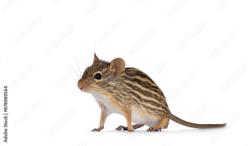 Poster striped grass mouse standing diagonal. looking away from camera. copy space. isolated on a white bac