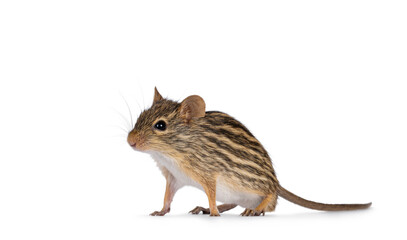 Striped grass mouse standing diagonal. Looking away from camera. Copy space. Isolated on a white background.