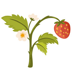 Wild strawberry, forest red berries growing on stem with leaf. Ripe fruits and leaves on woods plant. Fresh healthy summer food. Botanical flat vector illustration isolated on white background