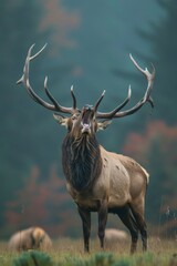 Obraz premium A large elk, its antlers towering, stands amidst a field of smaller elk Trees line the backdrop
