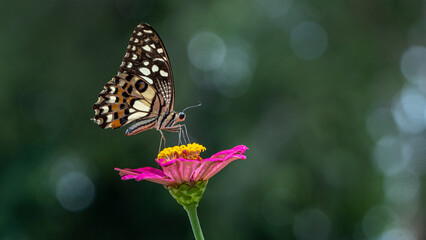butterfly on flower