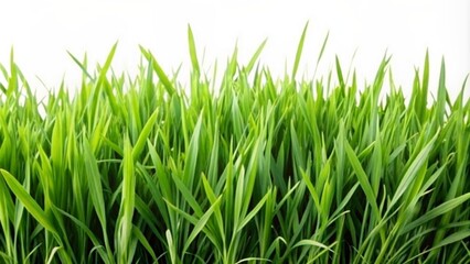Fototapeta premium Lush green grass against a clean white background