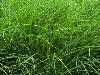 Blades of grass in meadow 