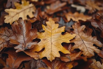 Dried Up Fall Leaves professional photography