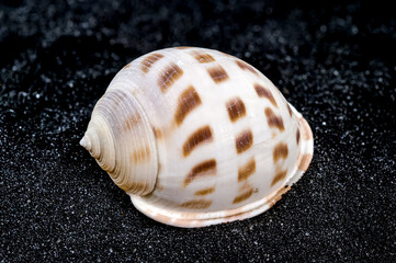 Semicassis japonica Seashell on a black sand background