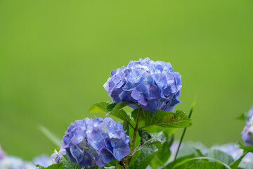 満開のアジサイ