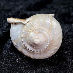 Phalium glaucum Seashell on a black sand background