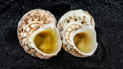 Turbo chrysostomus Linnaeus Seashell on a black sand background