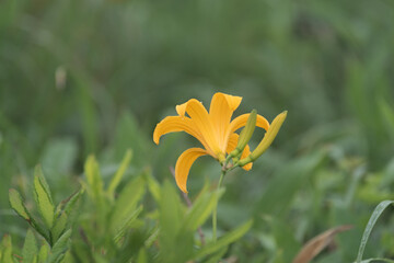 Obraz premium 高原の夏に咲くニッコウキスゲ 霧ヶ峰