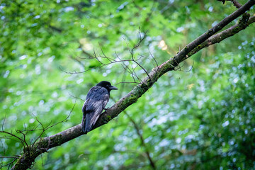 UNE CORNEILLE NOIRE © Franck Chapolard