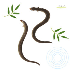 アナゴの水彩風イラスト
