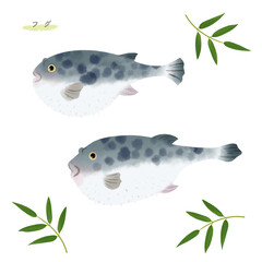 フグの水彩風イラスト  © foodraw