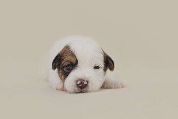 The puppy is a small Jack Russell terrier puppy