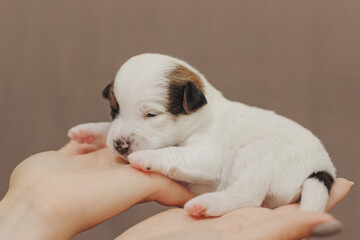 The puppy is a small Jack Russell terrier puppy