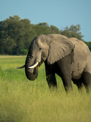 Obraz premium A single elephant walks in the savanna looking for food surrounded by green vegetation during the rainy season. Chobe National Park, Botswana, Africa