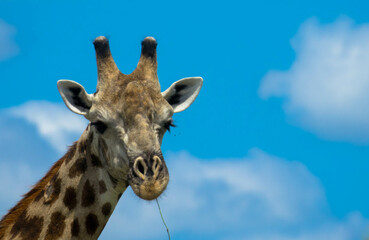 Beautiful portrait of a giraffe in natural habitat against a blue sky. Close-up. Nature reserve in Botswana. Safari and game drive. Moremi National Park, Africa.