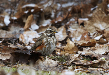 Redwing (turdus iliacus) in snowfall looking for food in the garden in spring.