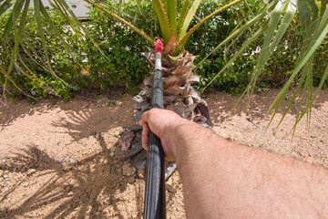 Pruning palms tree with extendable pole handsaw