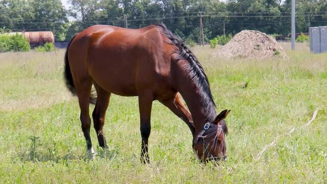 A Brown Horse Grazes in a Field on a Sunny Day