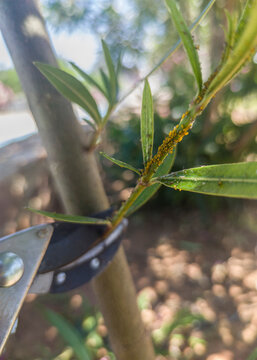 Working with pruning shears scissor of one hand