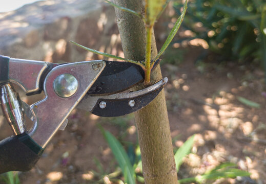 Working with pruning shears scissor of one hand