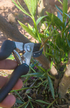 Working with pruning shears scissor of one hand