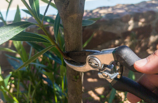 Working with pruning shears scissor of one hand