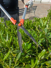 Trimming pittosporum hedges with telescopic hedge trimmer scissors