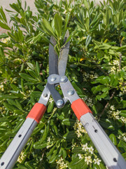 Trimming pittosporum hedges with telescopic hedge trimmer scissors