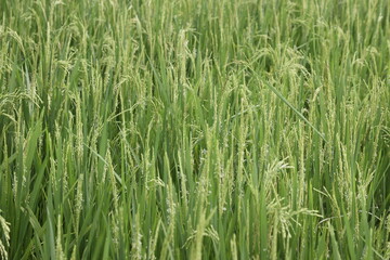 green grass in the wind