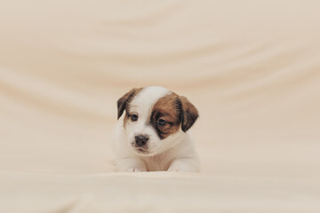 The puppy  Jack Russell terrier 