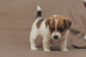 The puppy  Jack Russell terrier 