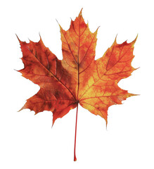 Obraz premium Single red and yellow maple leaf, cut out - stock png.