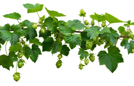 Green hop vine branch with leaves and cones, cut out - stock png.