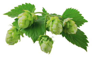 Fresh green hop cones with leaves, cut out - stock png.