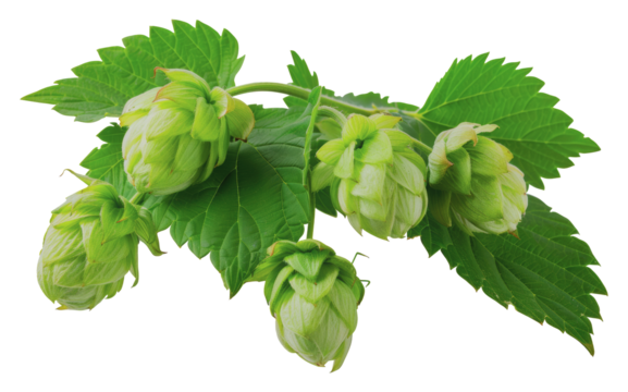 Fresh green hop cones with leaves, cut out - stock png.