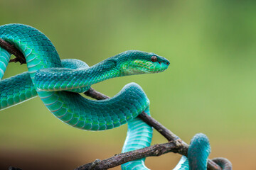 snake on the tree ( Trimeresurus insularis )
