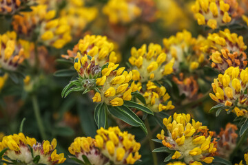 Anthyllis vulneraria, the common kidneyvetch, kidney vetch or woundwort is a medicinal plant native to Europe. The name vulneraria means 