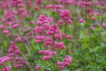 Obraz premium Valeriana rubra , the red valerian, spur valerian, kiss-me-quick, fox's brush, devil's beard or Jupiter's beard, is a popular garden plant grown for its ornamental flowers.