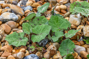 Tussilago farfara, commonly known as coltsfoot, is a plant in the tribe Senecioneae in the family Asteraceae, native to Europe and parts of western and central Asia. 