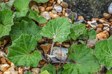 Tussilago farfara, commonly known as coltsfoot, is a plant in the tribe Senecioneae in the family Asteraceae, native to Europe and parts of western and central Asia. 
