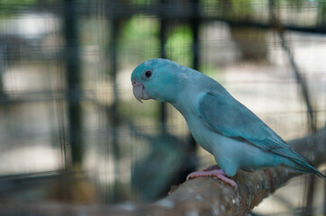 Close up view of a blue bird