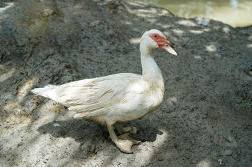 Fototapeta premium Funny duck in muddy background