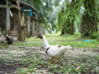 Funny duck in agricultural place background