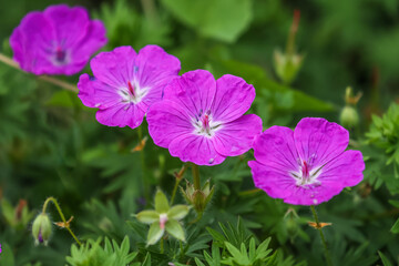Geranium sanguineum, common name bloody crane's-bill or bloody geranium, is a species of hardy...